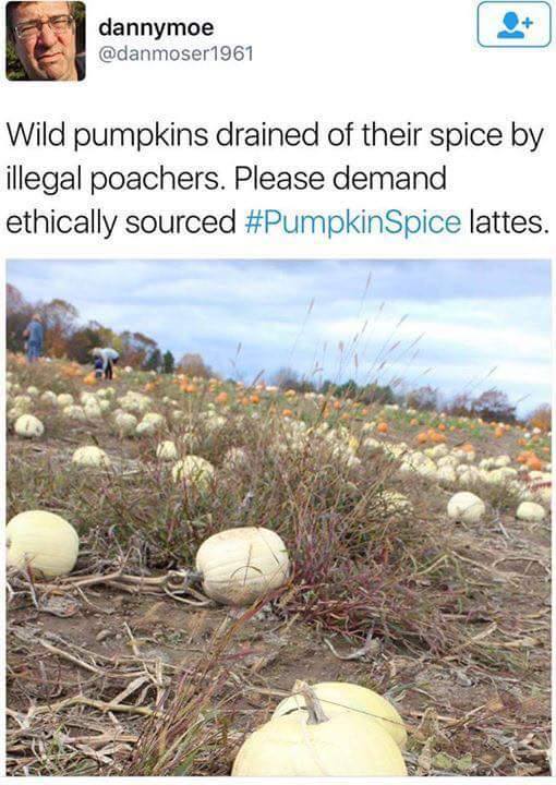 wild pumpkins drained of their spice - dannymoe Wild pumpkins drained of their spice by illegal poachers. Please demand ethically sourced Spice lattes.