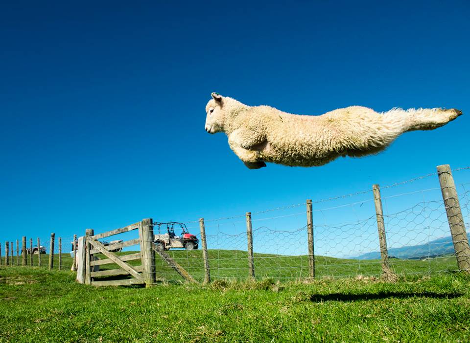 new zealand sheep