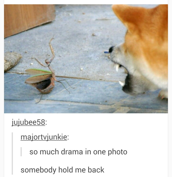 praying mantis vs dog - jujubee58 majortvjunkie so much drama in one photo somebody hold me back