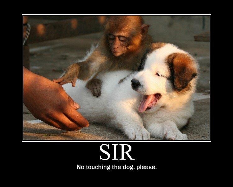 sir no touching the dog please - Sir No touching the dog, please.