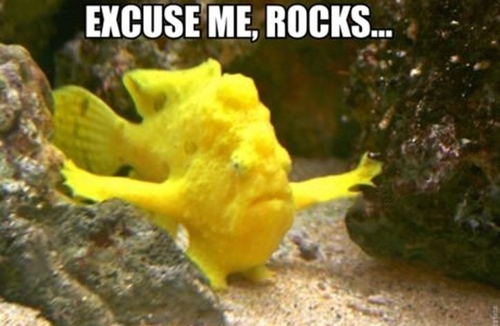 excuse me rocks fish - Excuse Me, Rocks...
