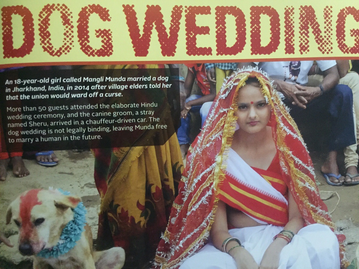 Dog Wedding An 18yearold girl called Mangli Munda married a dog in Jharkhand, India, in 2014 after village elders told her that the union would ward off a curse. More than 50 guests attended the elaborate Hindu wedding ceremony, and the canine groom, a…