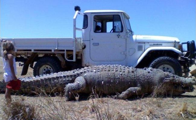 giant crocodile australia