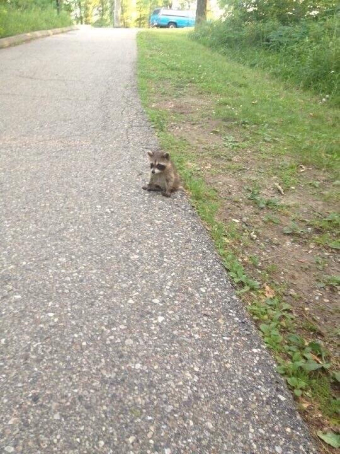 baby raccoon sitting on road