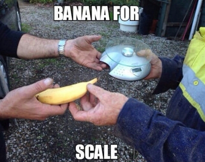 banana for scale - Banana For Scale