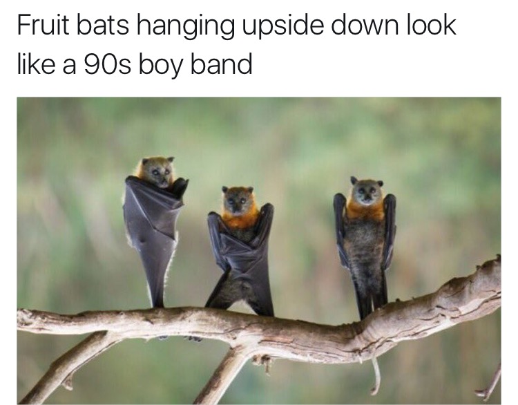 bats hanging upside down - Fruit bats hanging upside down look a 90s boy band