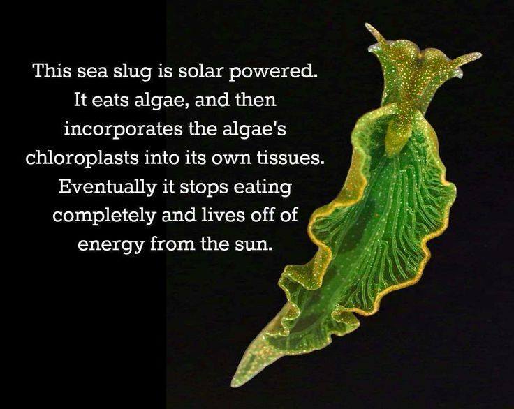 elysia chlorotica - This sea slug is solar powered. It eats algae, and then incorporates the algae's chloroplasts into its own tissues. Eventually it stops eating completely and lives off of energy from the sun.