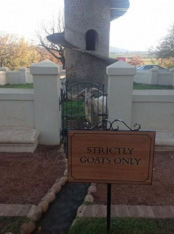 iron - Strictly Goats Only