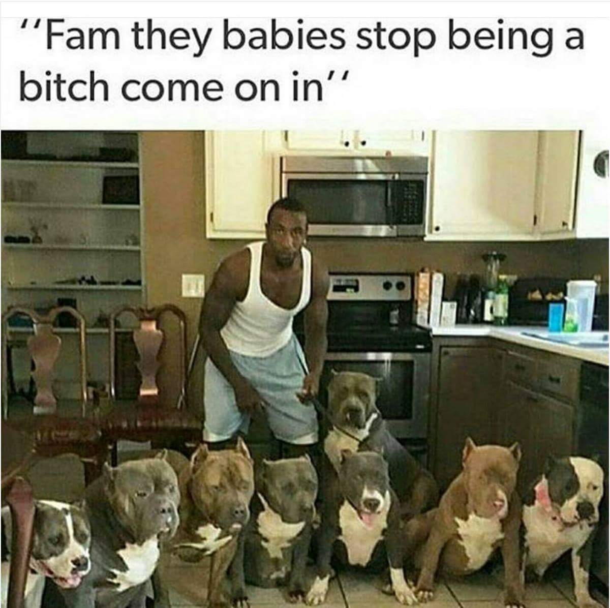 meme stream - pitbulls are misunderstood - "Fam they babies stop being a bitch come on in'