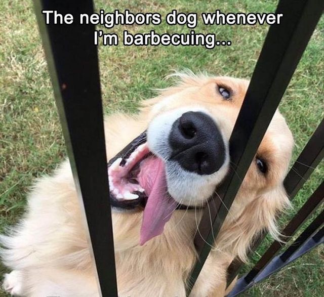 dog loves everyone - The neighbors dog whenever I'm barbecuing...