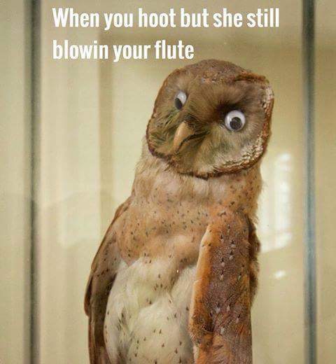 taxidermy gone wrong - When you hoot but she still blowin your flute