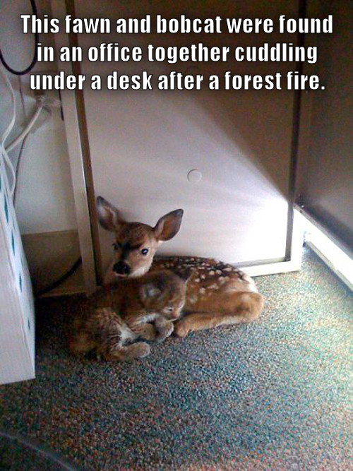 fawn and bobcat - This fawn and bobcat were found in an office together cuddling under a desk after a forest fire.