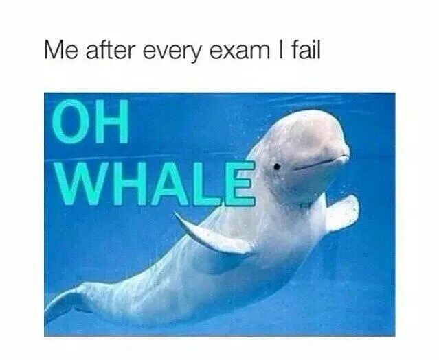 oh whale meme - Me after every exam I fail Oh Whale