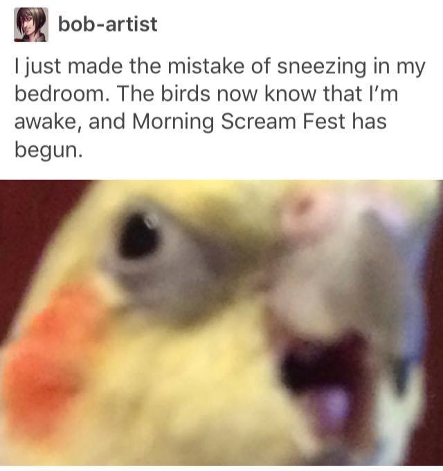 screaming birb - bobartist I just made the mistake of sneezing in my bedroom. The birds now know that I'm awake, and Morning Scream Fest has begun.