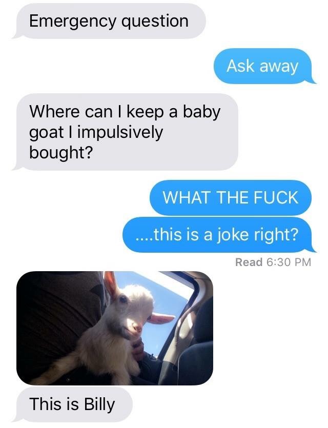 goat text meme - Emergency question Ask away Where can I keep a baby goat I impulsively bought? What The Fuck ....this is a joke right? Read This is Billy