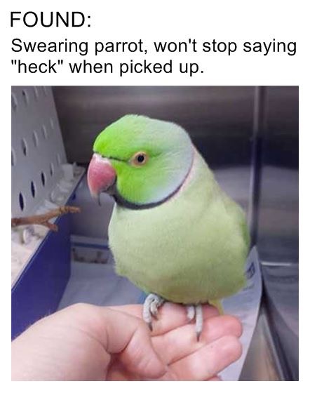 bird memes - Found Swearing parrot, won't stop saying "heck" when picked up.