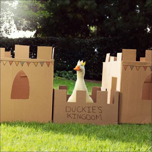 duck castle - Vvv Duckie'S Kingdom