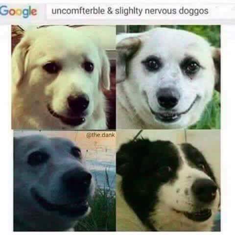 slightly nervous doggos - Google uncomfterble & slighlty nervous doggos .dank