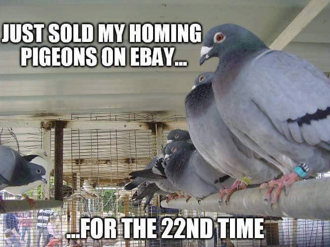 pigeons laughing - Just Sold My Homing Pigeons On Ebay... For The 22ND Time