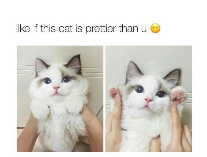 cat cute - if this cat is prettier than u