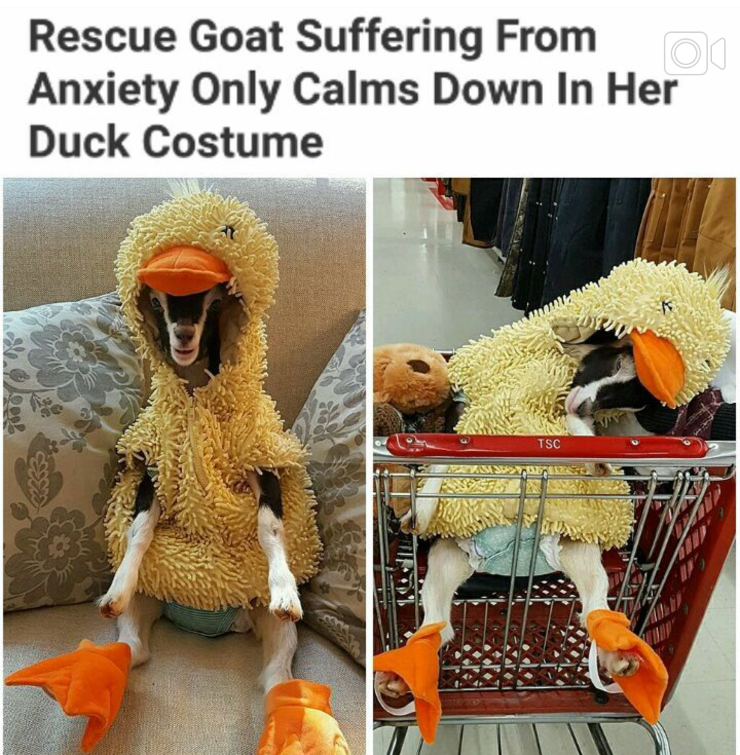goat wearing duck costume - Rescue Goat Suffering from o Anxiety Only Calms Down In Her Duck Costume