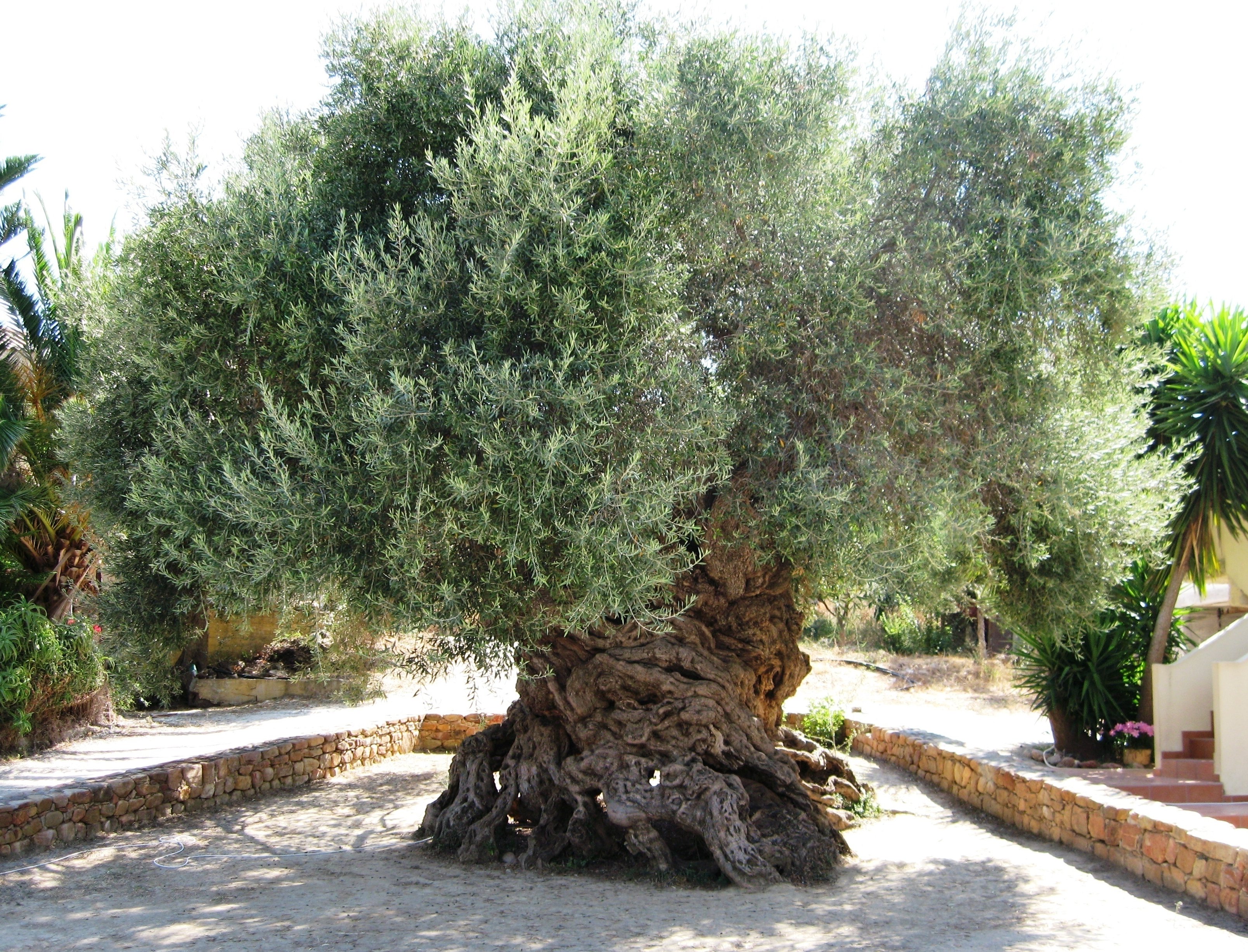 2000 year old olive tree