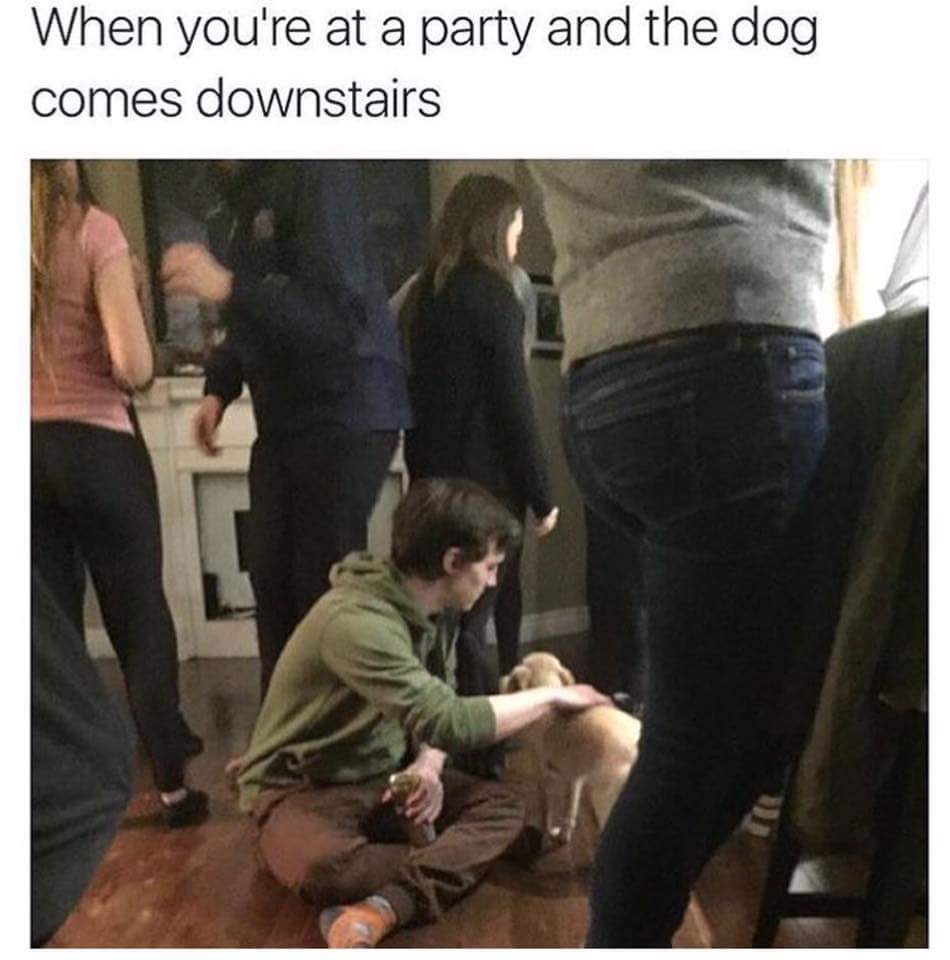 you re at a party - When you're at a party and the dog comes downstairs
