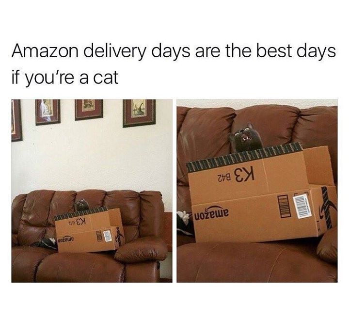 amazon delivery days are the best days - Amazon delivery days are the best days if you're a cat 28 Ey tuoewe uoewie K3612 amazon