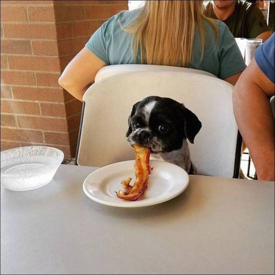 dog eating bacon