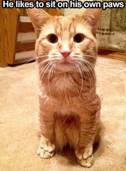 random pic munchkin cat sitting on feet - He to sit on his own paws