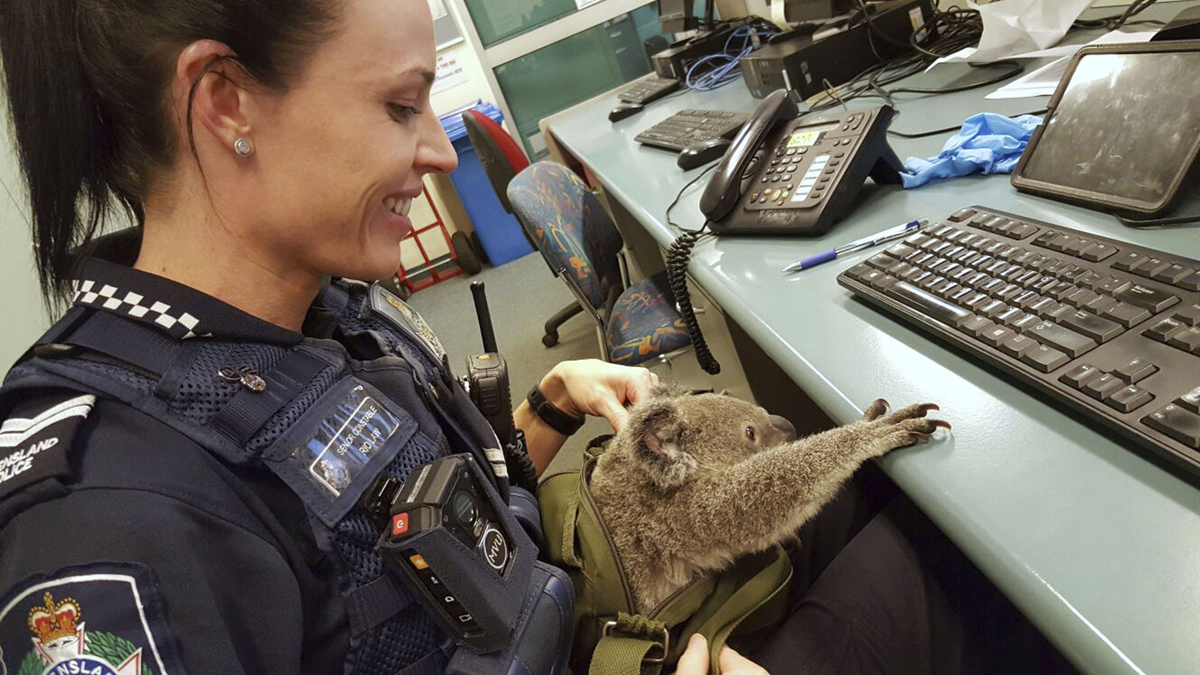 Cute and funny picture of police woman in Australia holding a Koala bear that is reaching for her computer keyboard