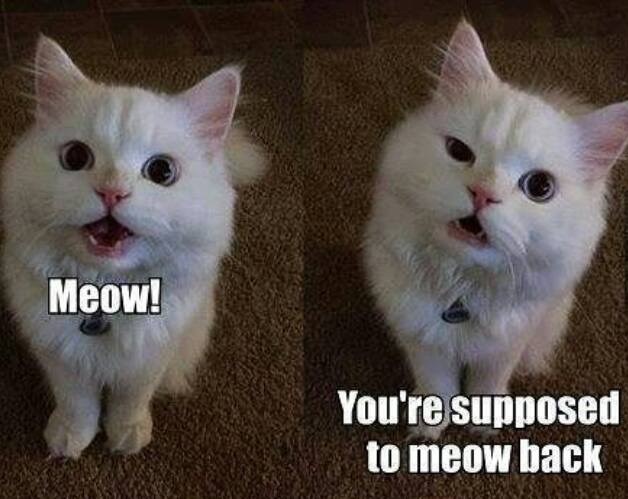 Funny meme of cat meowing and caption about how you are supposed to meow back