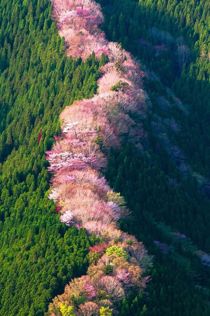 wild cherry trees in nara japan
