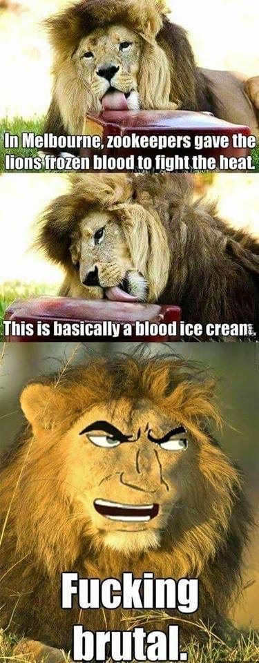 funny hmmm - In Melbourne, zookeepers gave the lions frozen blood to fight the heat. This is basically a blood ice crean. Fucking brutal