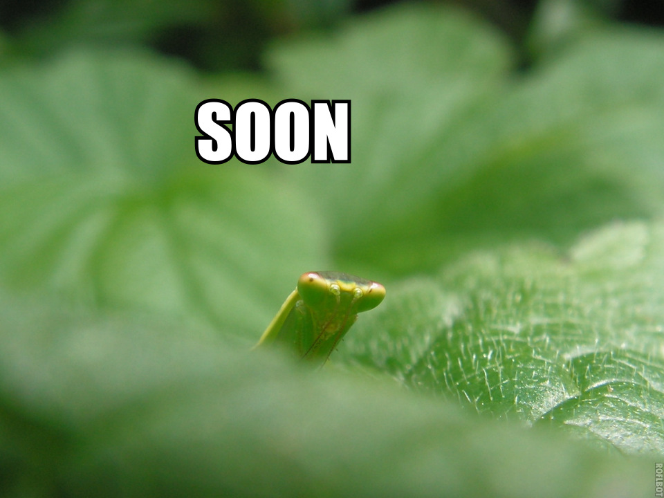 memes - insect - Soon Roflbot
