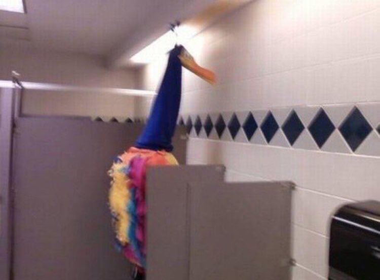 kevin the bird in bathroom