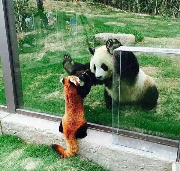 red panda and giant panda