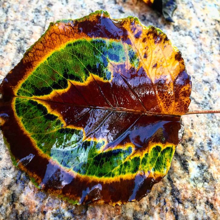 leaf