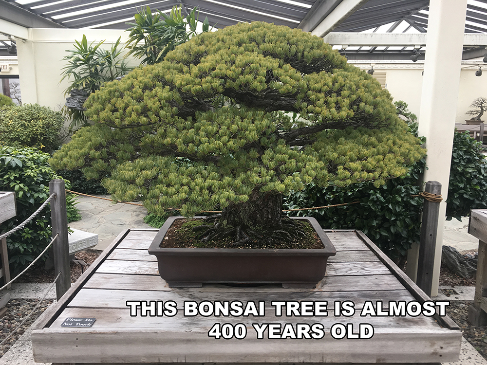1625 bonsai - This Bonsai Tree Is Almost 400 Years Old