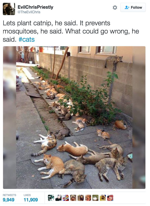 could go wrong - EvilChris Priestly the vilChris Lets plant catnip, he said. It prevents mosquitoes, he said. What could go wrong, he said. 0,949 11,909 1909