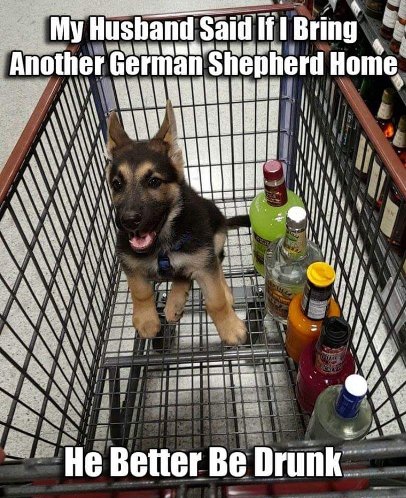 anfield statium - My Husband Said If I Bring Another German Shepherd Home He Better Be Drunk
