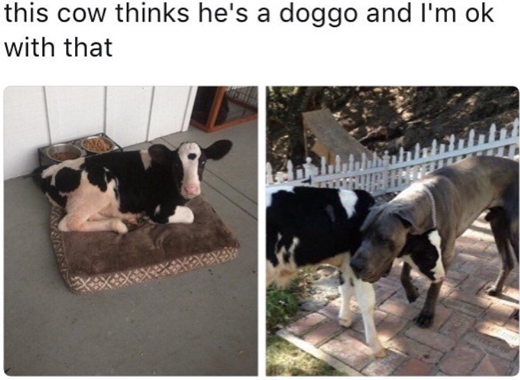 pet cow - this cow thinks he's a doggo and I'm ok with that