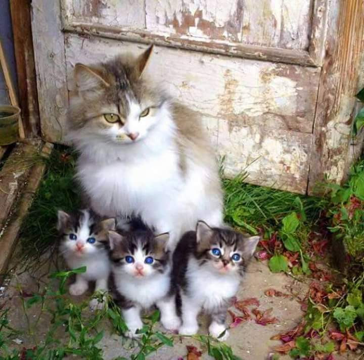 cat with baby cats