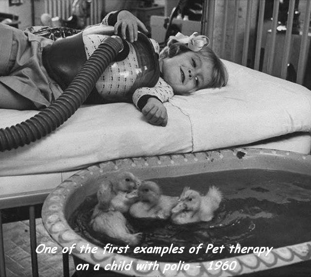 ducklings being used as part of medical therapy 1956 - One of the first examples of Pet therapy on a child with polio 1960