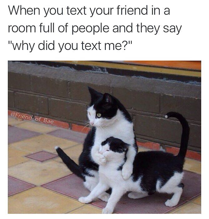 wholesome animal memes - When you text your friend in a room full of people and they say "why did you text me?" of Bae