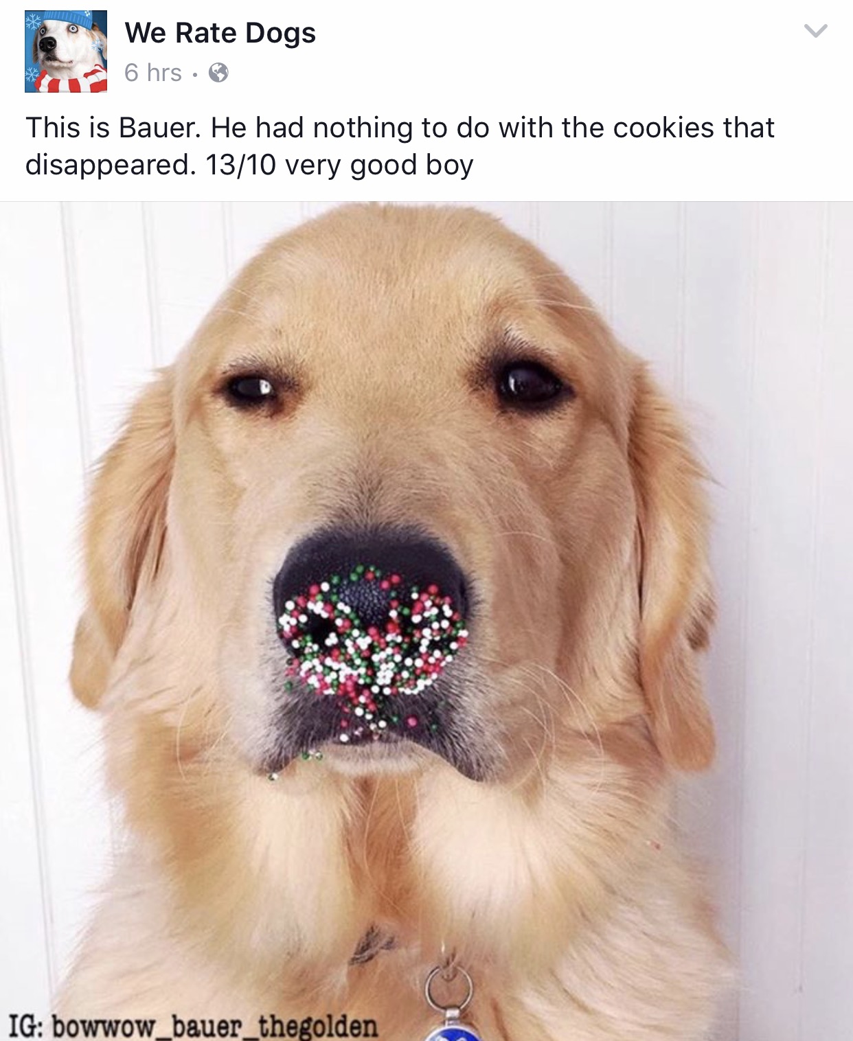 dog sprinkle nose - We Rate Dogs 6 hrs This is Bauer. He had nothing to do with the cookies that disappeared. 1310 very good boy Ig bowwow_bauer_thegolden