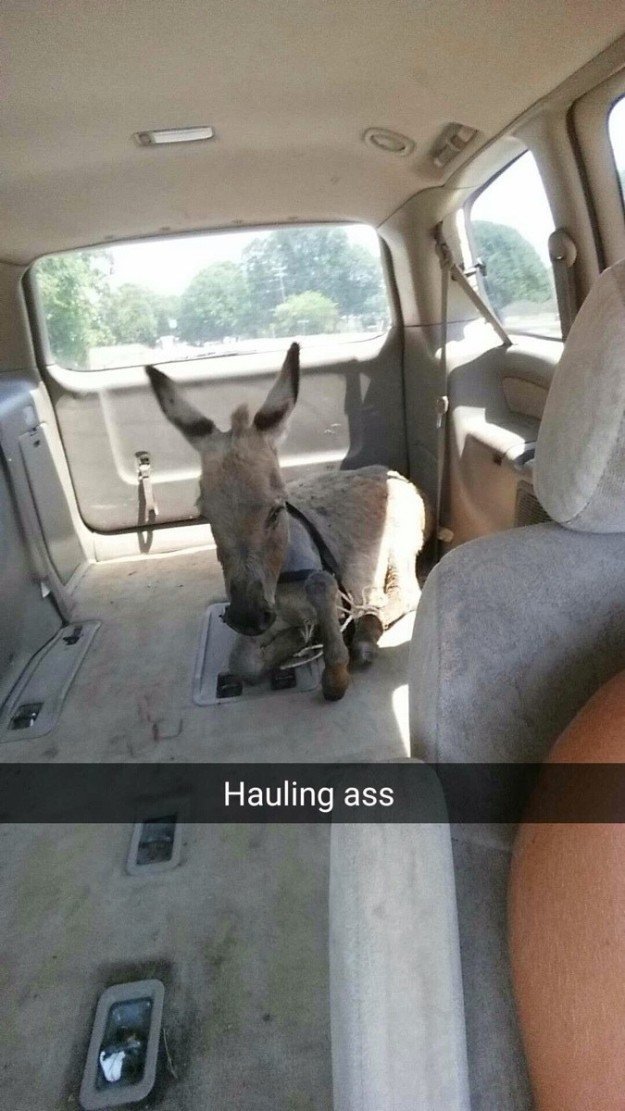 best snaps ever funny - Hauling ass