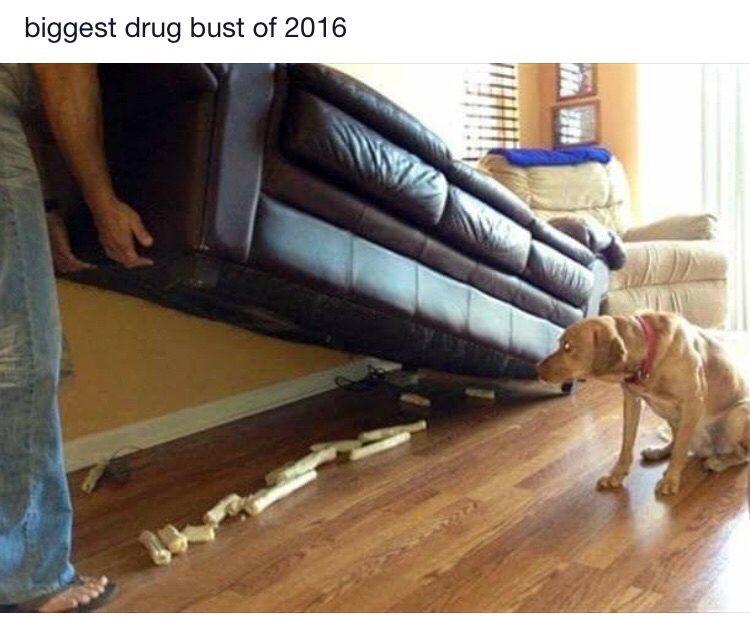 biggest drug bust dog - biggest drug bust of 2016