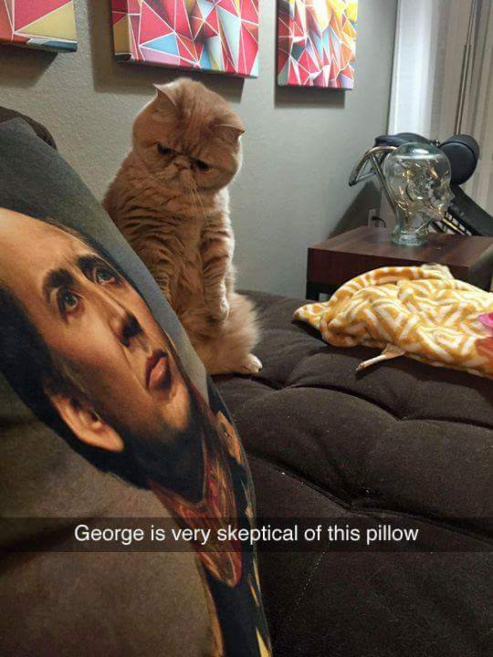 cat with nicolas cage pillow - George is very skeptical of this pillow