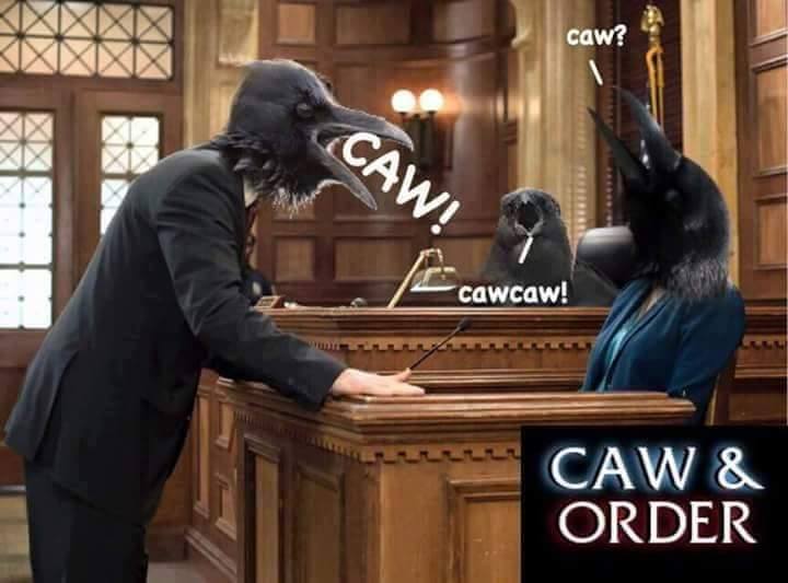 caw and order - caw? Caw cawcaw! Caw & Order